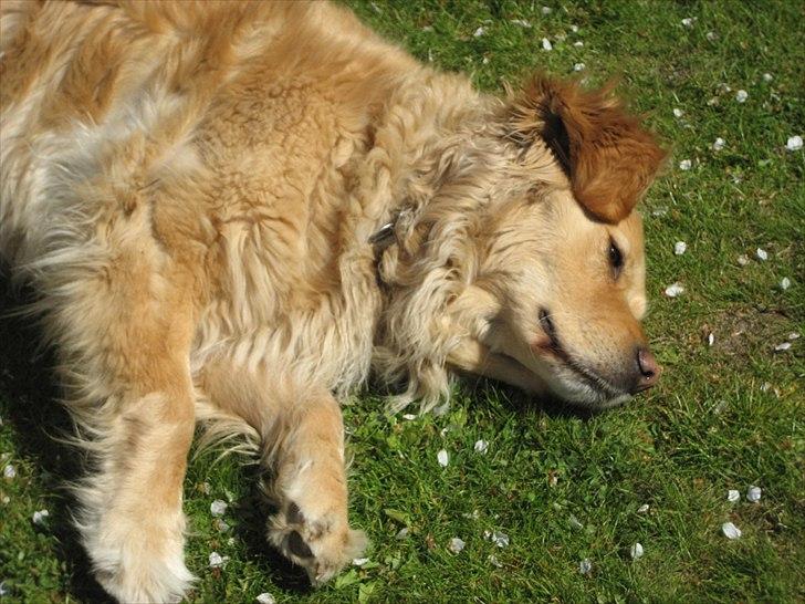 Golden retriever Gismo<3 billede 18