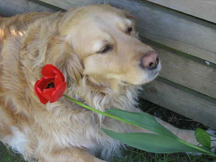 Golden retriever Gismo<3 billede 19