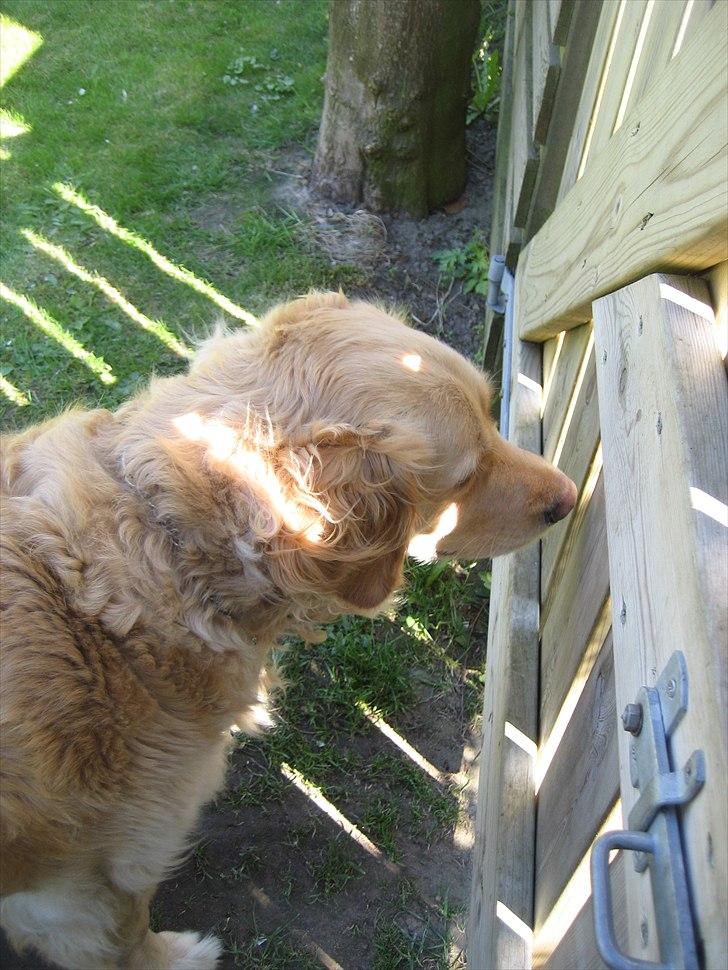 Golden retriever Gismo<3 billede 20