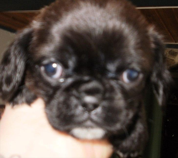 Blanding af racer Bodil Kjær billede 6