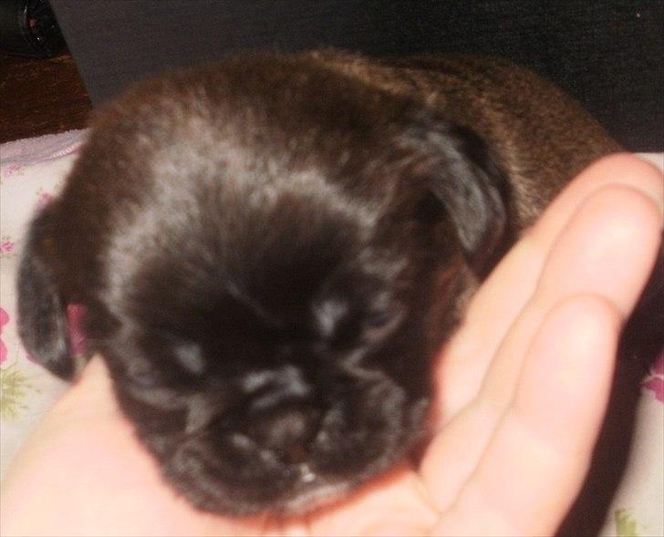 Blanding af racer Bodil Kjær billede 7