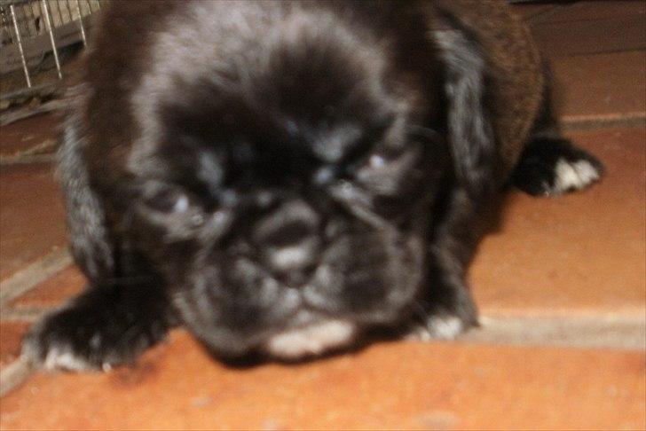 Blanding af racer Bodil Kjær billede 8