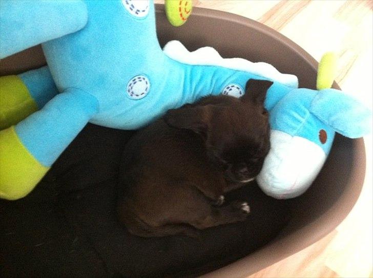 Blanding af racer Bodil Kjær billede 5