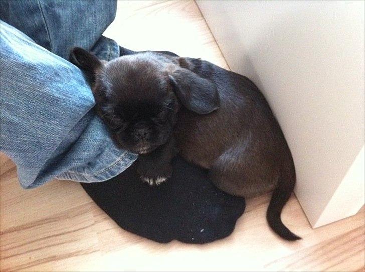 Blanding af racer Bodil Kjær billede 9