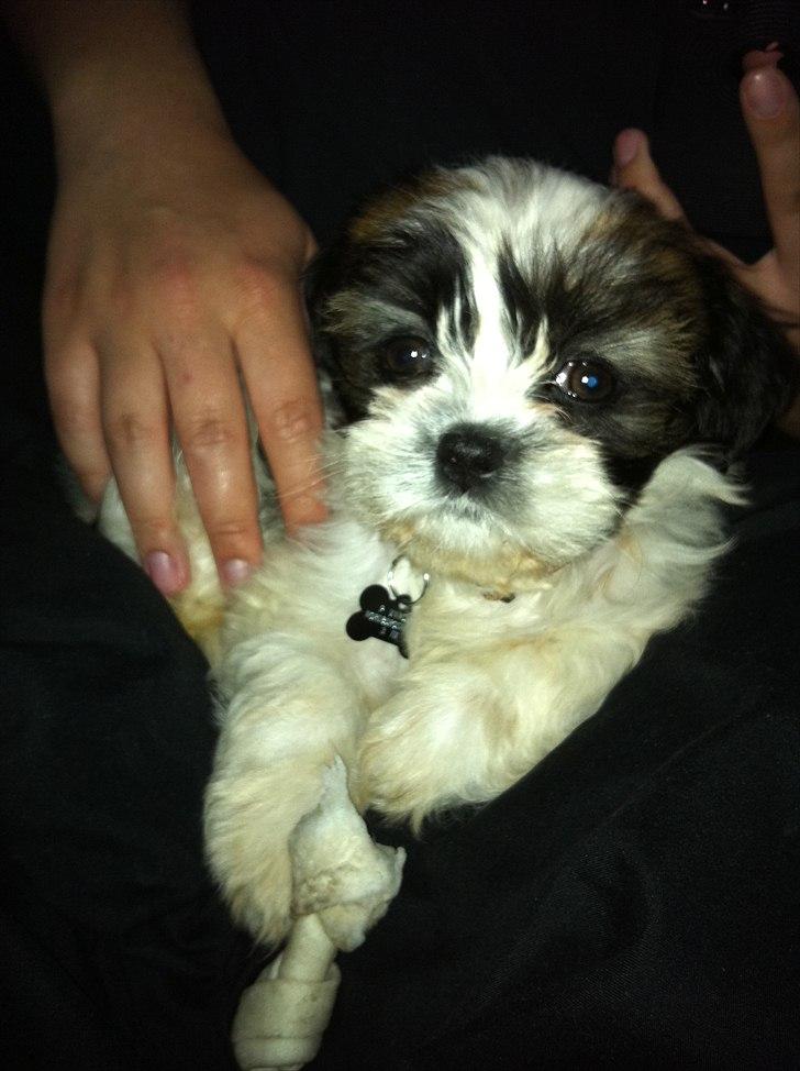 Blanding af racer Boomer - Luna  - Hej - Hvis jeg selv skulle sige det er jeg da lidt af en charmør  billede 1