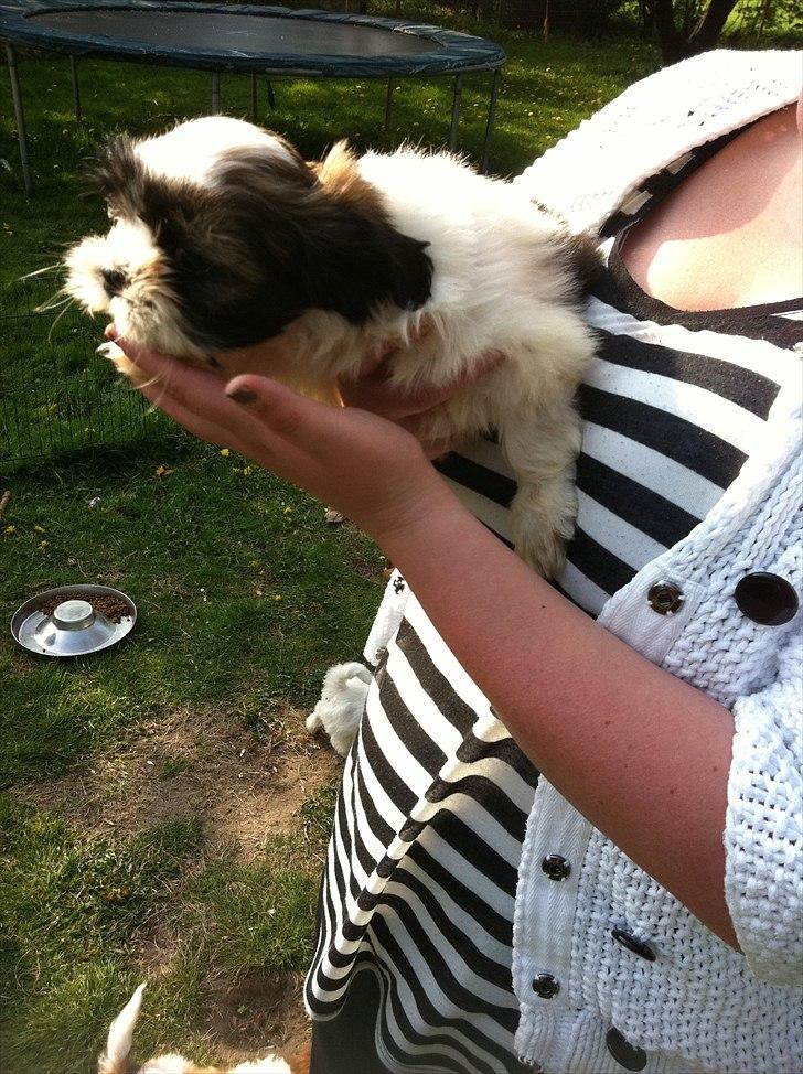 Blanding af racer Boomer - Luna  - Dagen hvor jeg blev hentet af min nye mor og far.  billede 2