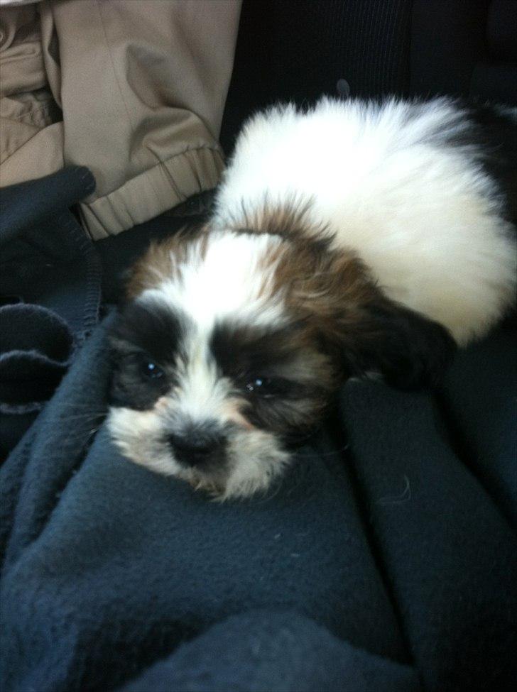 Blanding af racer Boomer - Luna  - Turen på vej hjem - Efter jeg blev hentet  billede 3