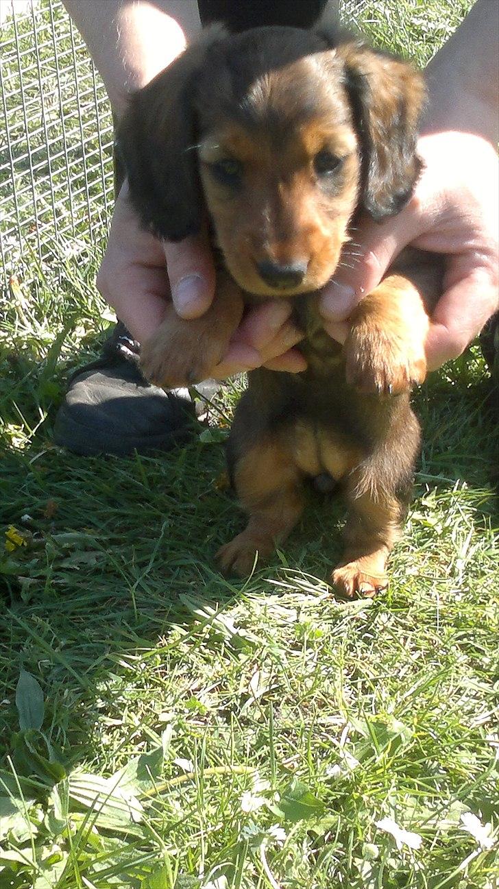 Dværggravhund Nanna billede 3