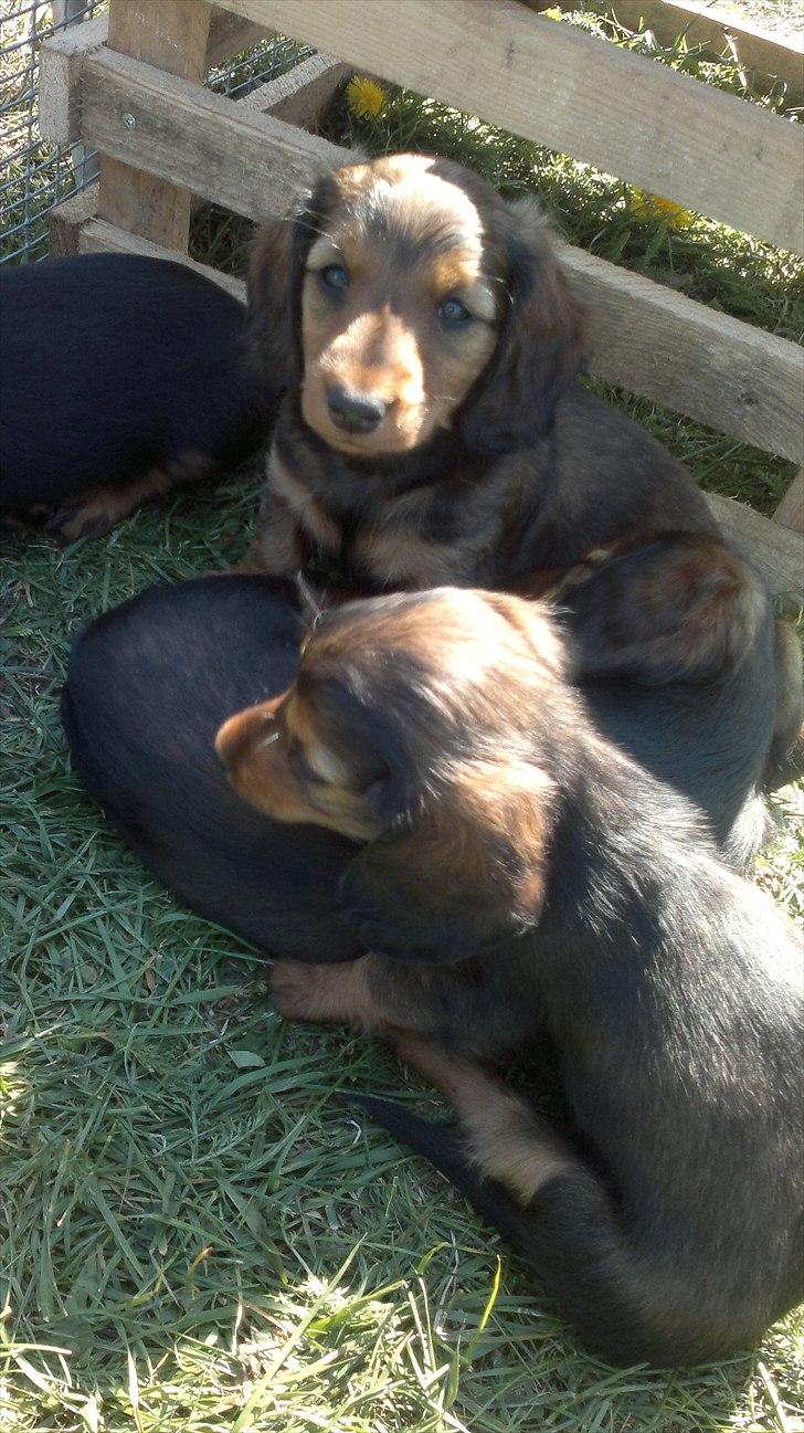 Dværggravhund Nanna - Kigger lige på mor :) billede 4