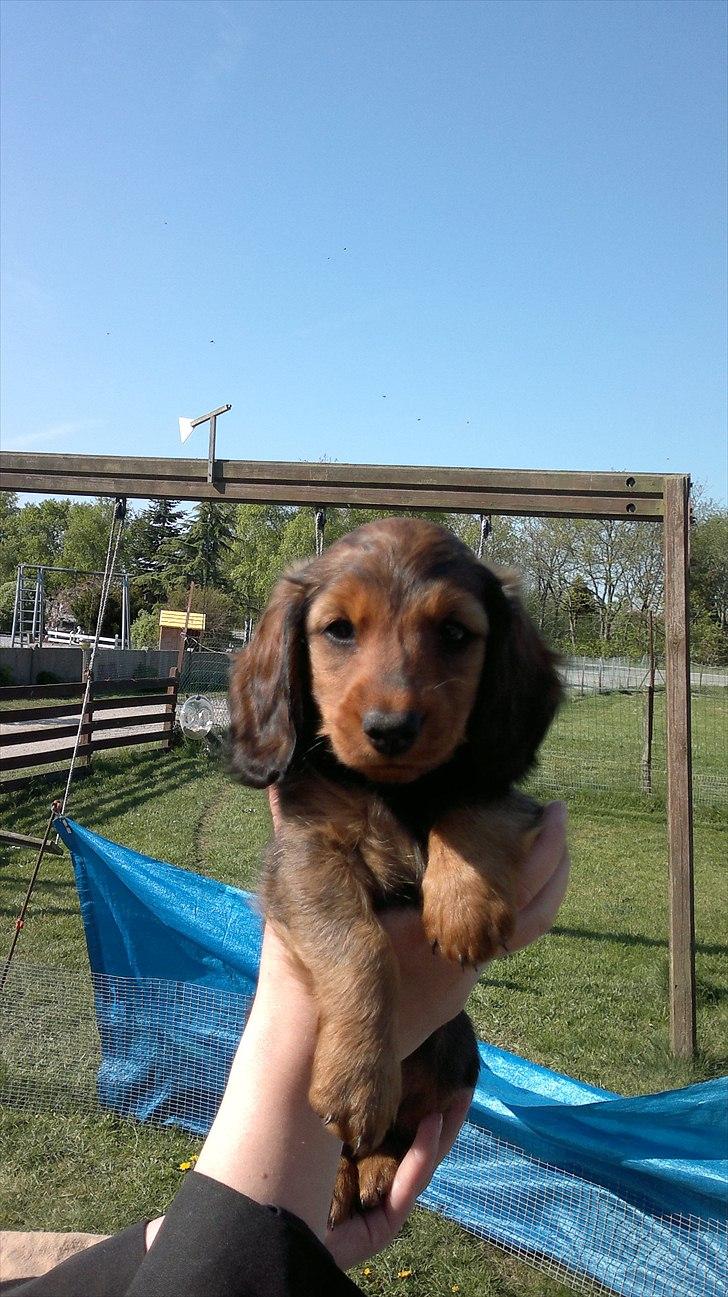 Dværggravhund Nanna billede 5