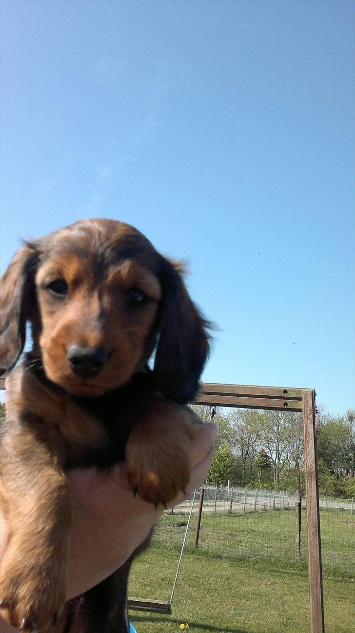 Dværggravhund Nanna billede 6