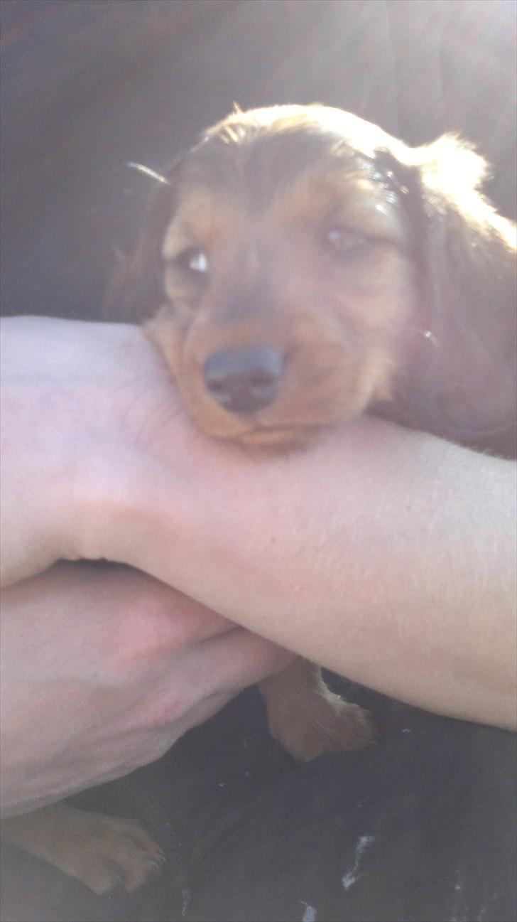 Dværggravhund Nanna billede 7