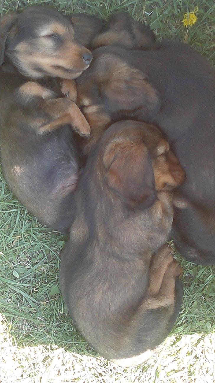 Dværggravhund Nanna - Putter lige med mine brødre billede 8