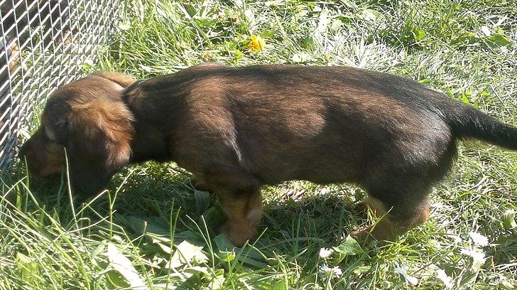 Dværggravhund Nanna billede 9