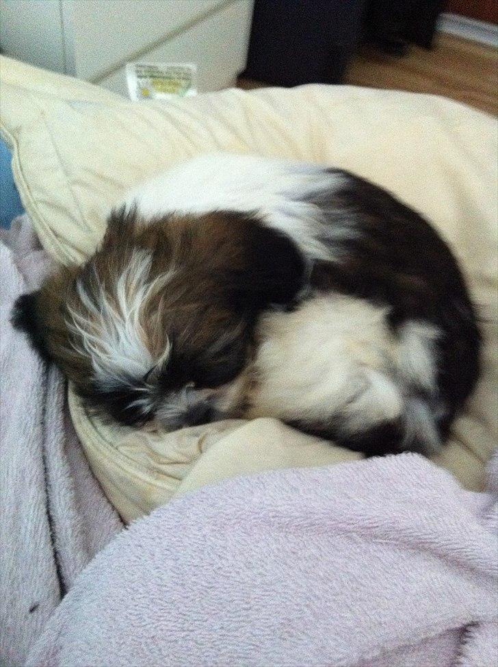 Blanding af racer Boomer - Luna  - Min første nat - I mit nye hjem  billede 4