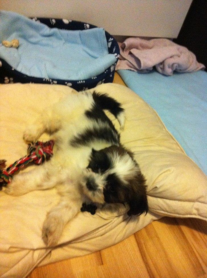 Blanding af racer Boomer - Luna  - Ælsker min nye pude billede 5