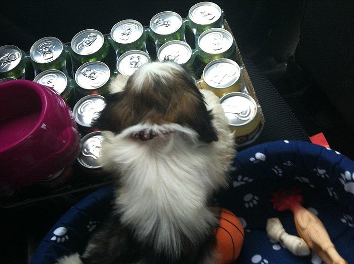 Blanding af racer Boomer - Luna  - Jeg vogter lige fars øller  billede 9