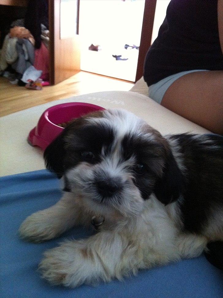 Blanding af racer Boomer - Luna  - Må jeg ikke få flere snacks eller hva? billede 10