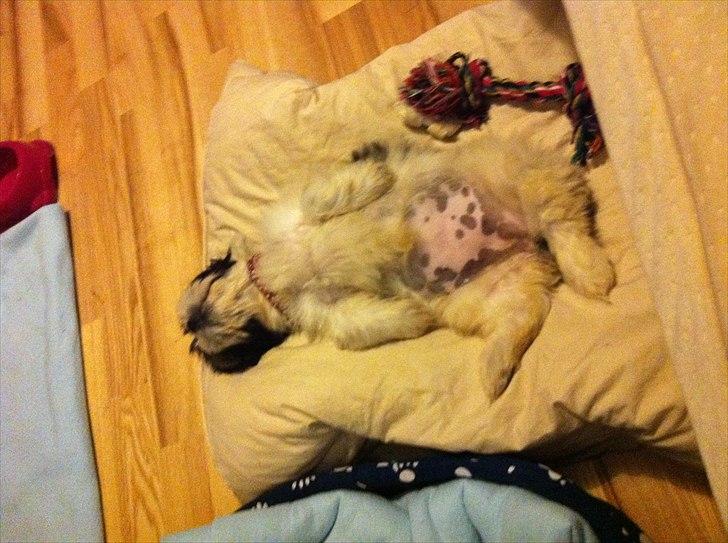 Blanding af racer Boomer - Luna  - Puh jeg er træt - Tar lige en lur.  billede 11