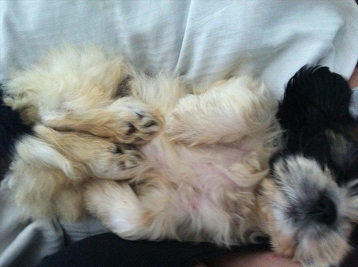 Blanding af racer Boomer - Luna  - Det er bedst at sove på ryggen - Helst lige mellem mor og far billede 6