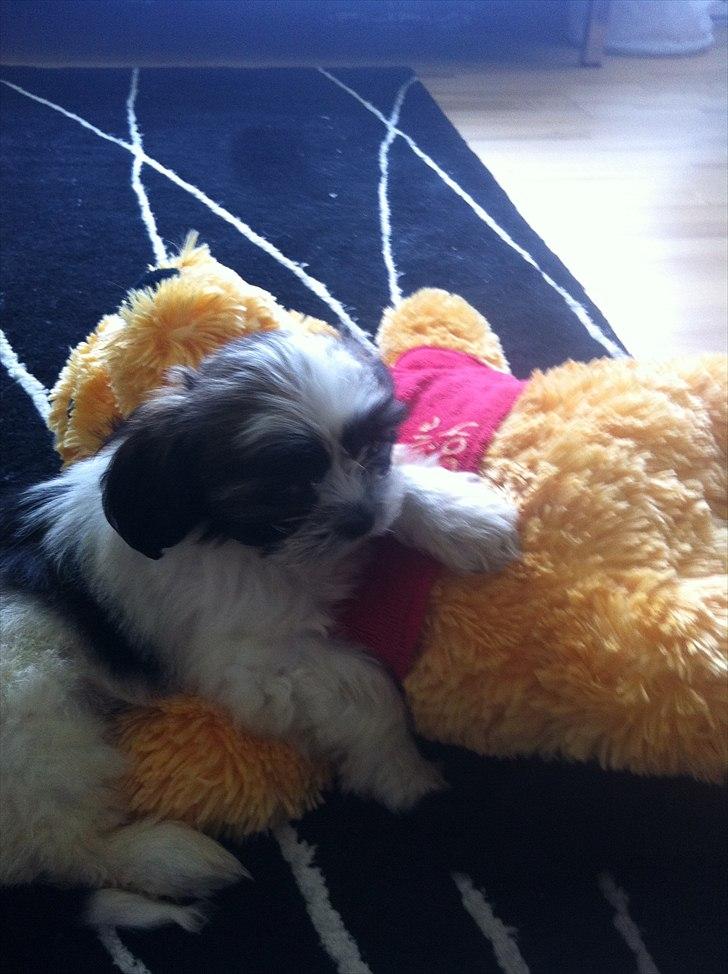 Blanding af racer Boomer - Luna  - Min store men bedste ven billede 7