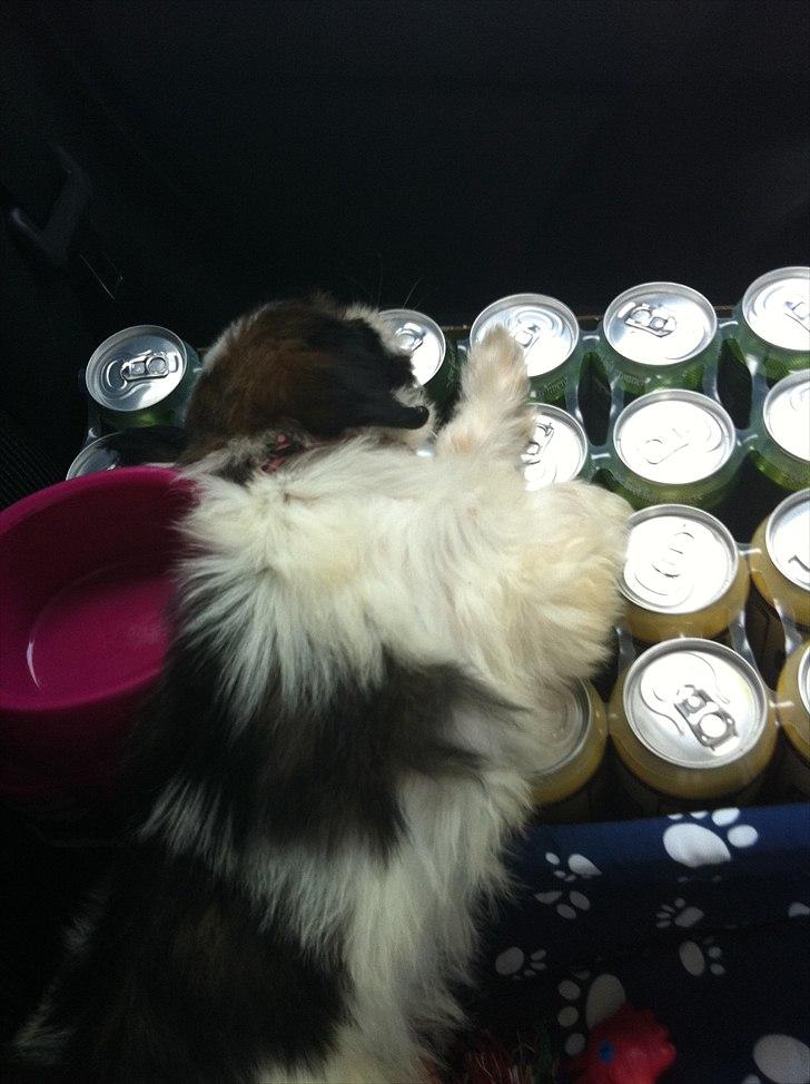 Blanding af racer Boomer - Luna  - Man sover nu godt oven på sådan en kasse kolde øl - Nu når det er så varmt udenfor  billede 8