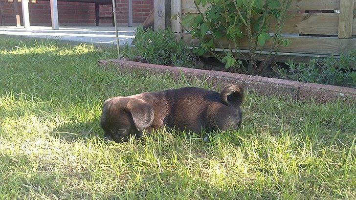 Blanding af racer Bodil Kjær billede 10