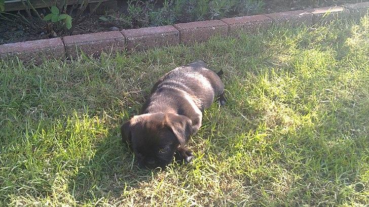 Blanding af racer Bodil Kjær billede 11