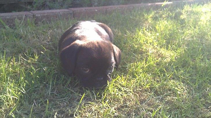 Blanding af racer Bodil Kjær billede 12