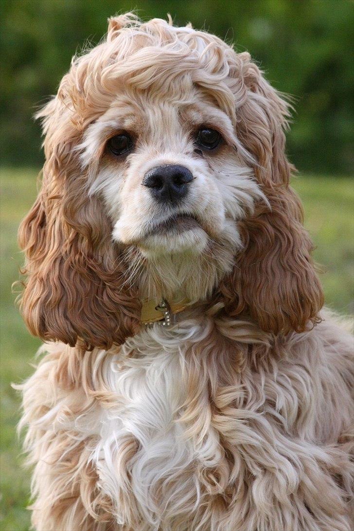 Amerikansk cocker spaniel Jamie - Teenager! billede 11