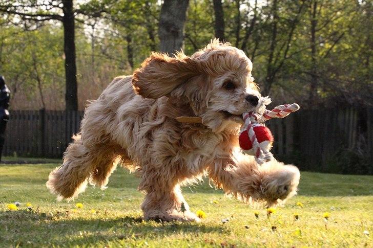 Amerikansk cocker spaniel Jamie billede 8