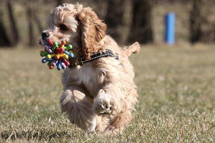 Amerikansk cocker spaniel Jamie billede 18