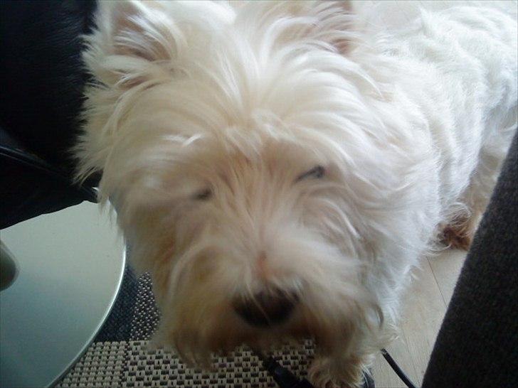 West highland white terrier Westpoint's Bacchus (Walther) - "Hov! Jeg var ikke klar til det billede!" billede 8