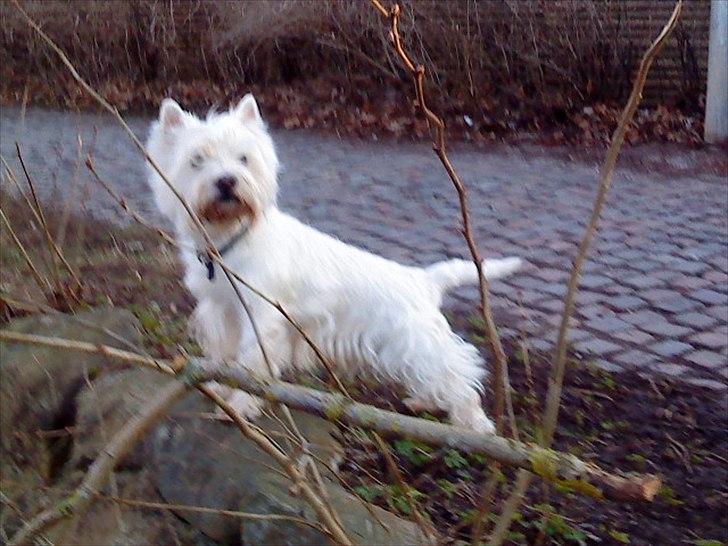 West highland white terrier Westpoint's Bacchus (Walther) - "Hallo, søs! Attention please! Er det ikke nogle underlige hunde ude i vandet?????" billede 3