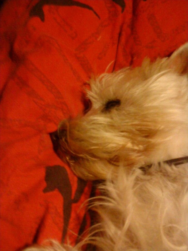 West highland white terrier Westpoint's Bacchus (Walther) - "Tager mig lige en slapper i brors seng!" billede 9