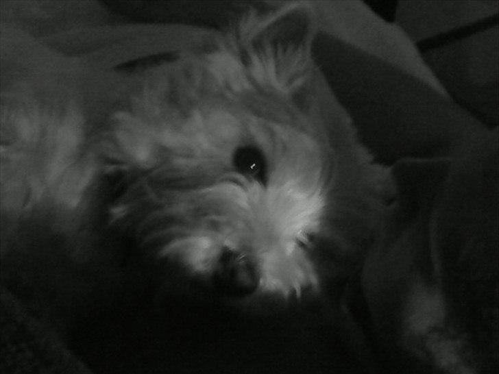 West highland white terrier Westpoint's Bacchus (Walther) - "Jeg er sådan lige fotomodel-agtig, er jeg ikke??" billede 11