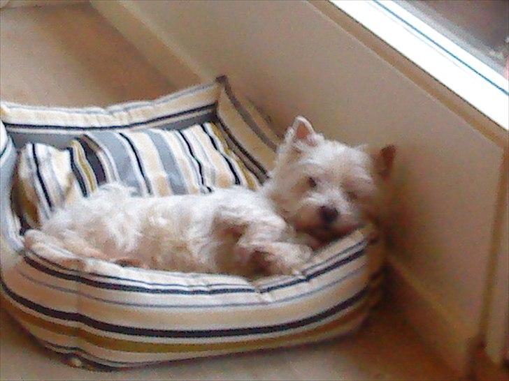 West highland white terrier Westpoint's Bacchus (Walther) - "Hej! Hvad laver du?? Er det sjovt??" billede 6