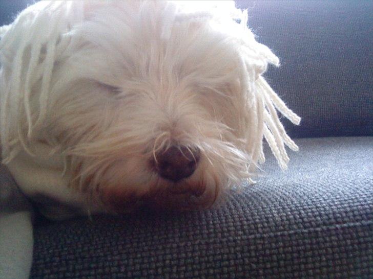 West highland white terrier Westpoint's Bacchus (Walther) - "Uuuuuuuuh hvor jeg dog fryser! Jeg kan godt nok ikke lide regnvejr!" billede 12