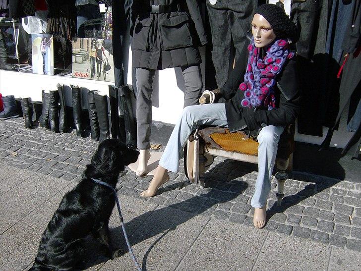 Blanding af racer Layney - Mon den "dame" snart kaster det blad jeg har afleveret...? billede 11