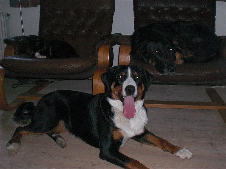 Appenzeller sennenhund Bufas Zalza Zizi (Caza) - Så er vi samlet i stuen billede 11