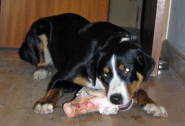 Appenzeller sennenhund Bufas Zalza Zizi (Caza) - Det er bare så godt at spise kødben billede 12