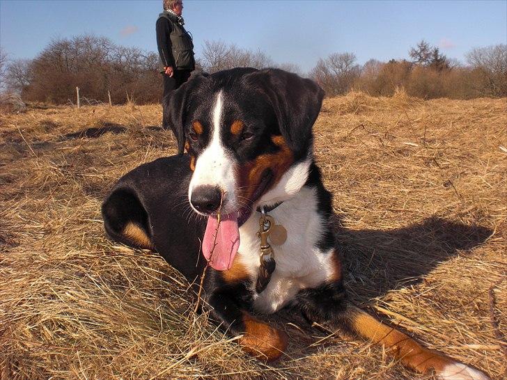 Appenzeller sennenhund Bufas Zalza Zizi (Caza) billede 13