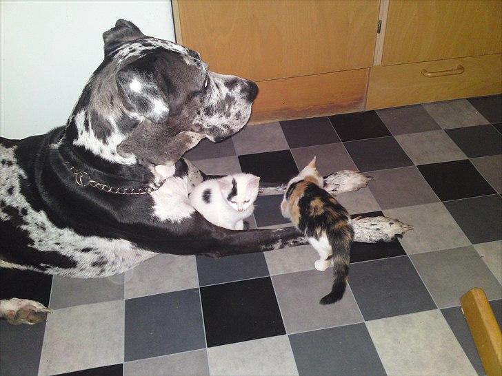 Grand danois  R.I.P Mister. - hygger med killinger billede 13