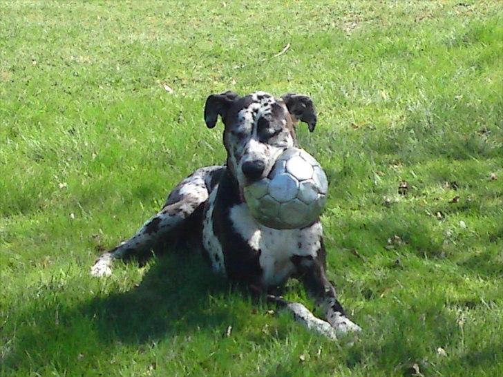 Grand danois  R.I.P Mister. - min bold billede 15