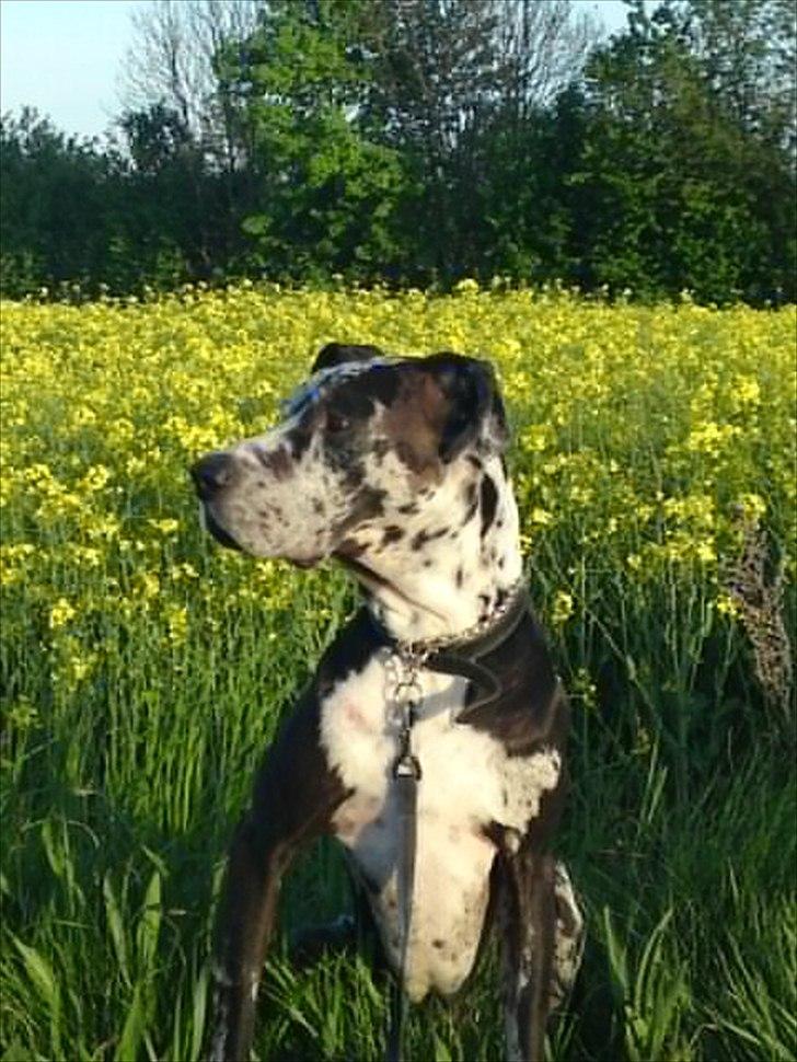 Grand danois  R.I.P Mister. - mister og rapsen billede 16