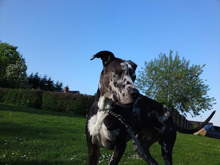 Grand danois  R.I.P Mister. - leger billede 19