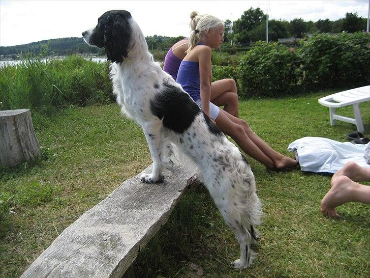 Field Trial spaniel Sif billede 8