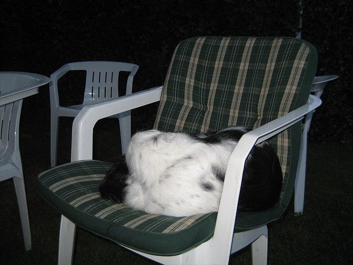 Field Trial spaniel Sif billede 14