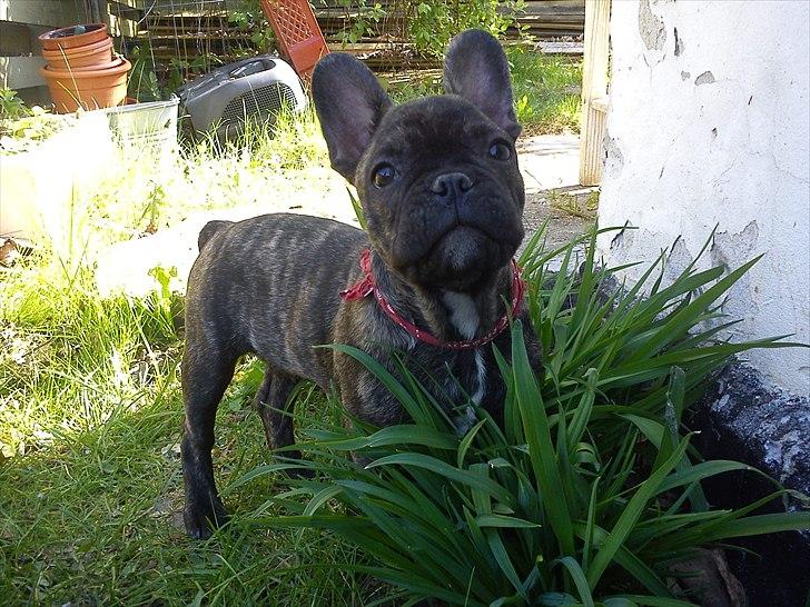 Fransk bulldog armarni billede 1