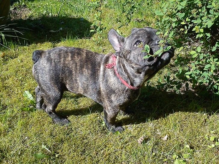 Fransk bulldog armarni billede 17